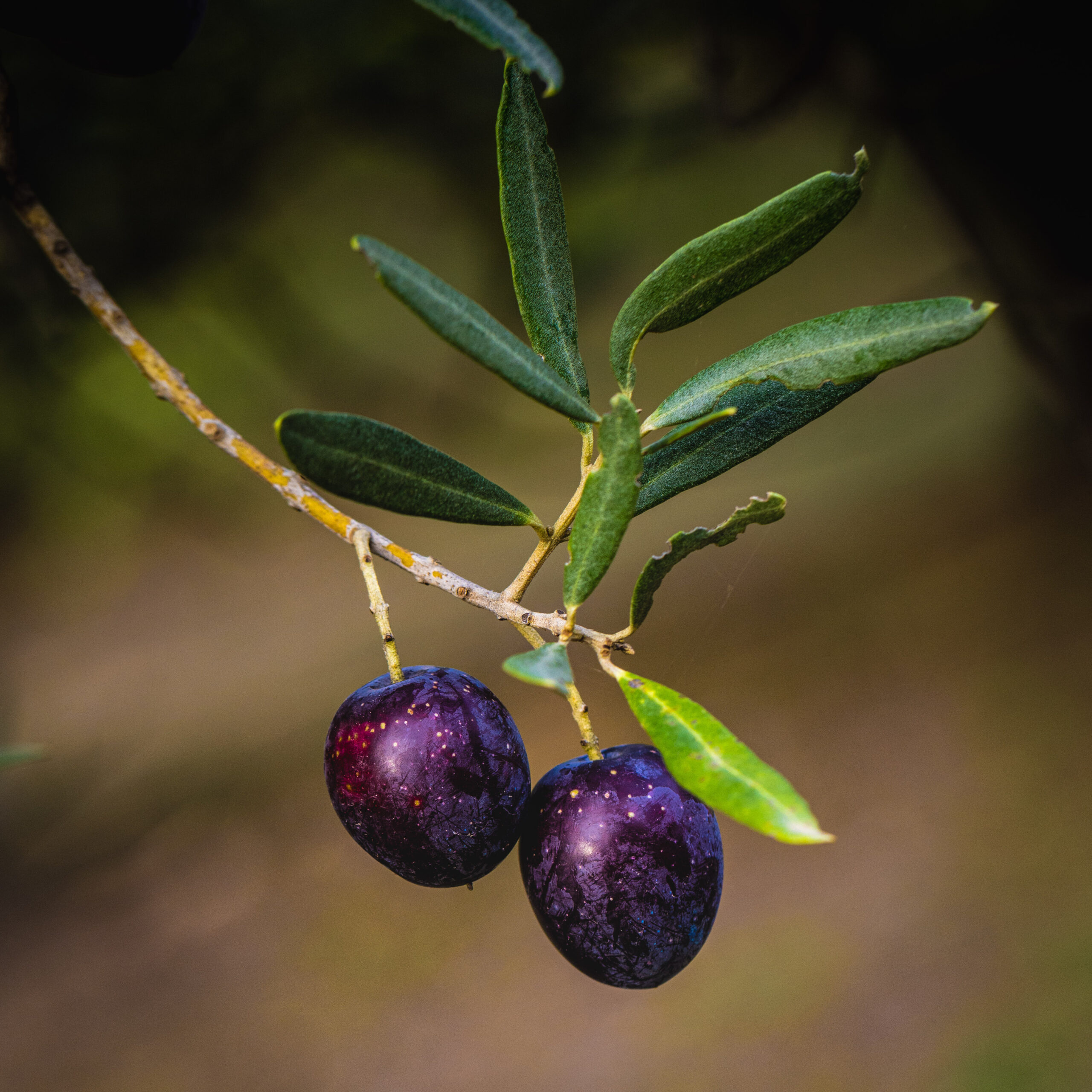 Lire la suite à propos de l’article L’huile d’olive bio et l’environnement