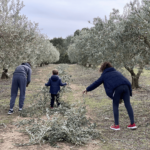 Récolte des olives