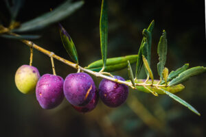 Olives du Domaine d'Holéos