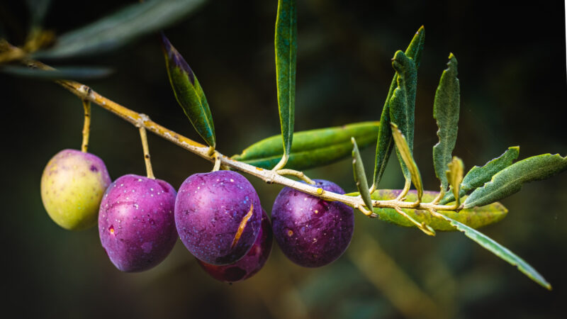 Olives du Domaine d'Holéos